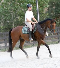 Tuck's St. Aly is an unraced Thoroughbred gelding for sale at Bits & Bytes Farm.
