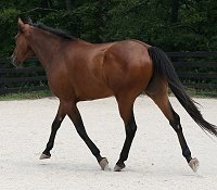 Unraced Thoroughbred gelding for sale.
