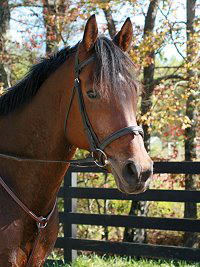 Tuck's St. Aly is a horse for sale at Bits & Bytes Farm.