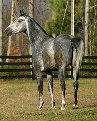 Willie - horses for sale at Bits & Bytes Farm