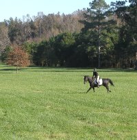 Bits &amp; Bytes Farm Thoroughbred horse for sale -Wiseguy's Out and Elizabeth