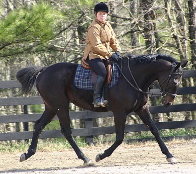 Wiseguy's Out - Thoroughbred horse for sale at Bits & Bytes Farm