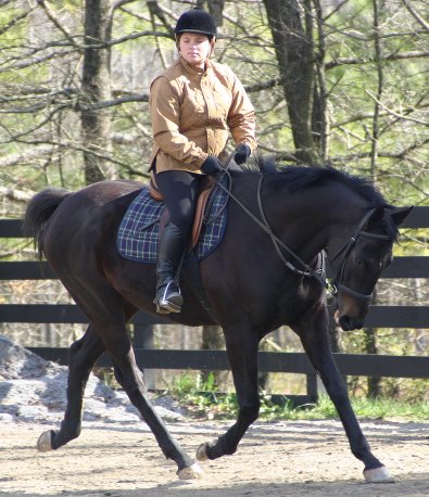 Wiseguy's Out - Thoroughbred horse for sale at Bits & Bytes Farm