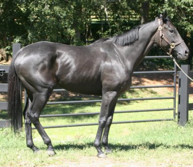 Our newest horse for sale - Wiseguy's Out!