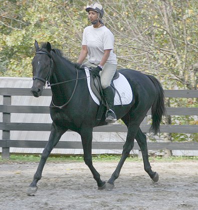 Wiseguys' Out - Thoroughbred horse for sale at Bits & Bytes Farm