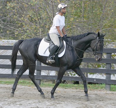 Wiseguy's Out - October 20, 2004