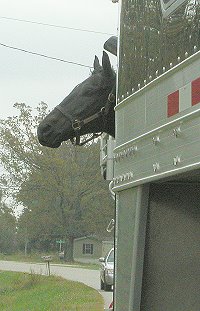 Wiseguy's Out loves to ride in the trailer