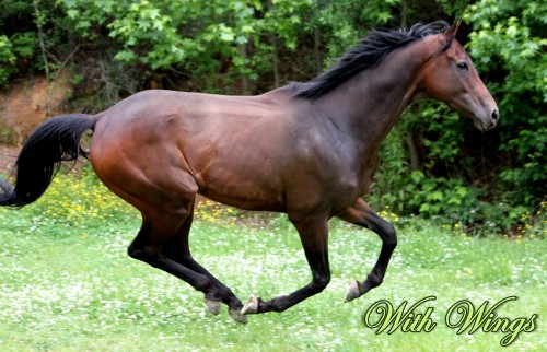 Come see our Thoroughbred horses for sale and ride them at Bits & Bytes Farm.