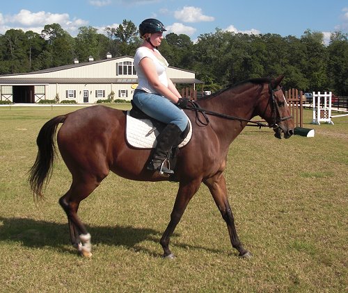 Artic Vic - Thoroughbred horse for sale.