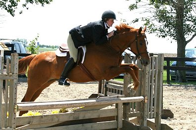 Hunter/Jumper For Sale, Indiana - DG Dusty.