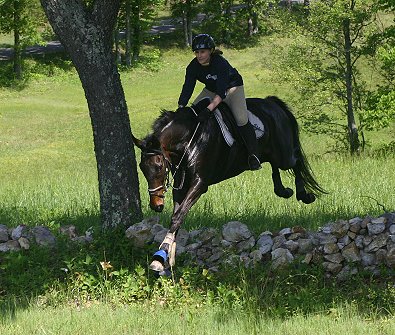 Joe Bear at the Poker Rider for Westbrooke Farm. May 4, 2008