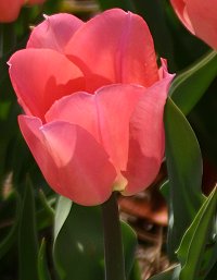 Photo from Elizabeth's new camera.