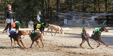 "And . . . They're OFF!" in the Dobie Derby at Bits & Bytes Farm.