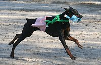 Miss Sydney in the lead.