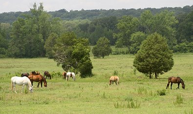 We found lots of well priced horses in Alabama. 