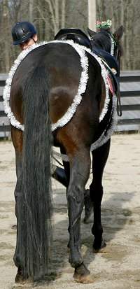 Big Money as a zebra