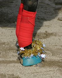 The "Famous" Broadway Joe aka Twinkle Toes was proud to sport the latest in Christmas footwear for horses. 