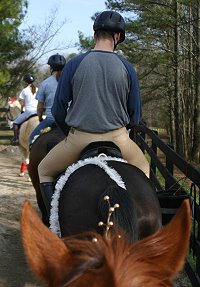 Lucky wore a gold ball head stall for the contests.