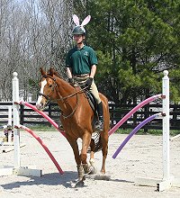 Our Boy Darcy and Barry navigate the noodle gate easily.