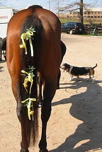 Kramer checks out Fort Mason's flower power tail
