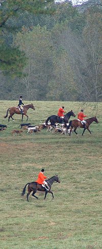 fox hunting in Atlanta, Georgia