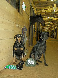 Wizard and Zulu catch a witch