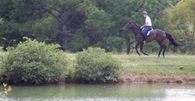 Gertjan and Big Money gallop around the pond.
