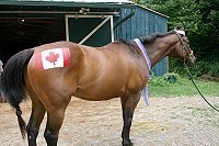 . . .and the Canadian flag on the other.