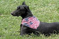 Zulu dressed up for the holiday too!