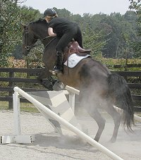 Irish of Bits & Bytes Farm