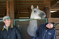Lipizzaner Stallions 
