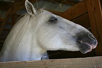 Lipizzaner Stallion
