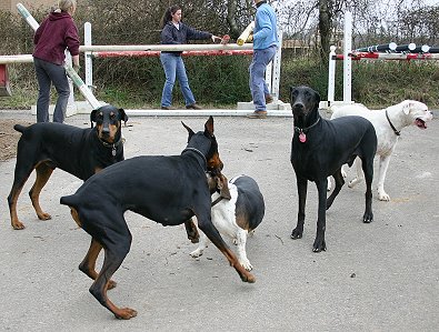 Even the dogs enjoyed the painting party.
