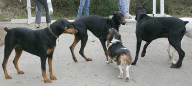 Sergeant Kramer barking commands to the Bits & Bytes Farm security team. 