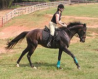 MacTavish canters away after jumping the steps.
