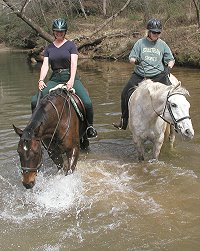 Fort Mason - Thoroughbred horses for sale.