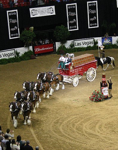 Meredeth Michaels Beerbaum rides the Budweiser wagon for a victory lap.