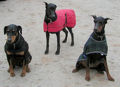 Sydney: Our newest Doberman security system. 