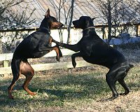 Sydney and Zulu love to play