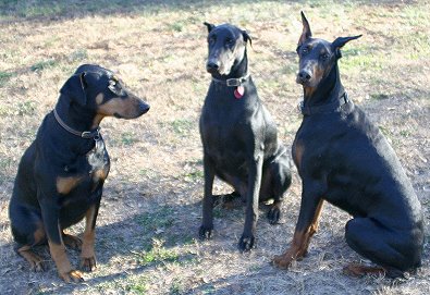 The Doberman Gang at Bits & Bytes Farm