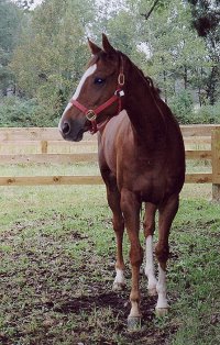 Melvin's Brat at home on his farm in Southern Pines, NC