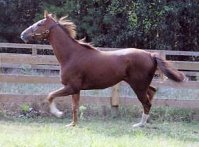 Melvin's Brat at home on his farm in Southern Pines, NC.