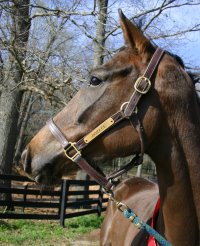 Dorlee aka "Dora" has arrived at Bits & Bytes Farm. March 22, 2006