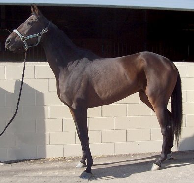 "Lee" is on our prospect horses for sale page. 