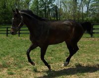 New Prospect gelding - Call for details.