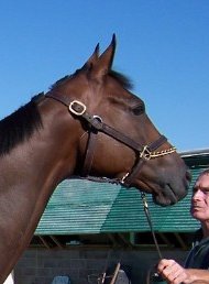 Thoroughbred Horse For Sale