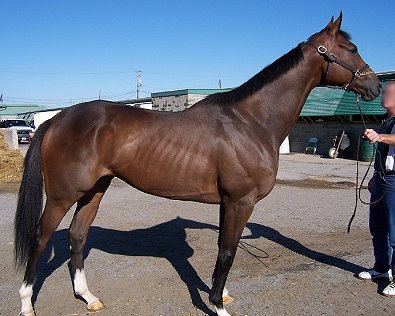 Bay Thoroughbred Horse For Sale 