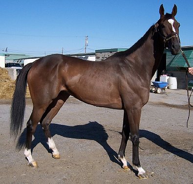 Bay Thoroughbred Horse For Sale 