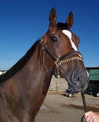 Thoroughbred Horse For Sale