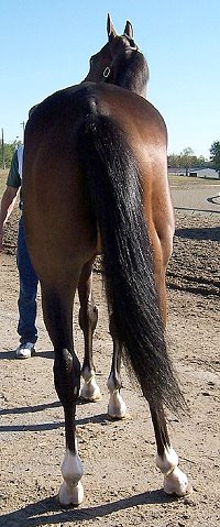 Thoroughbred Horse For Sale